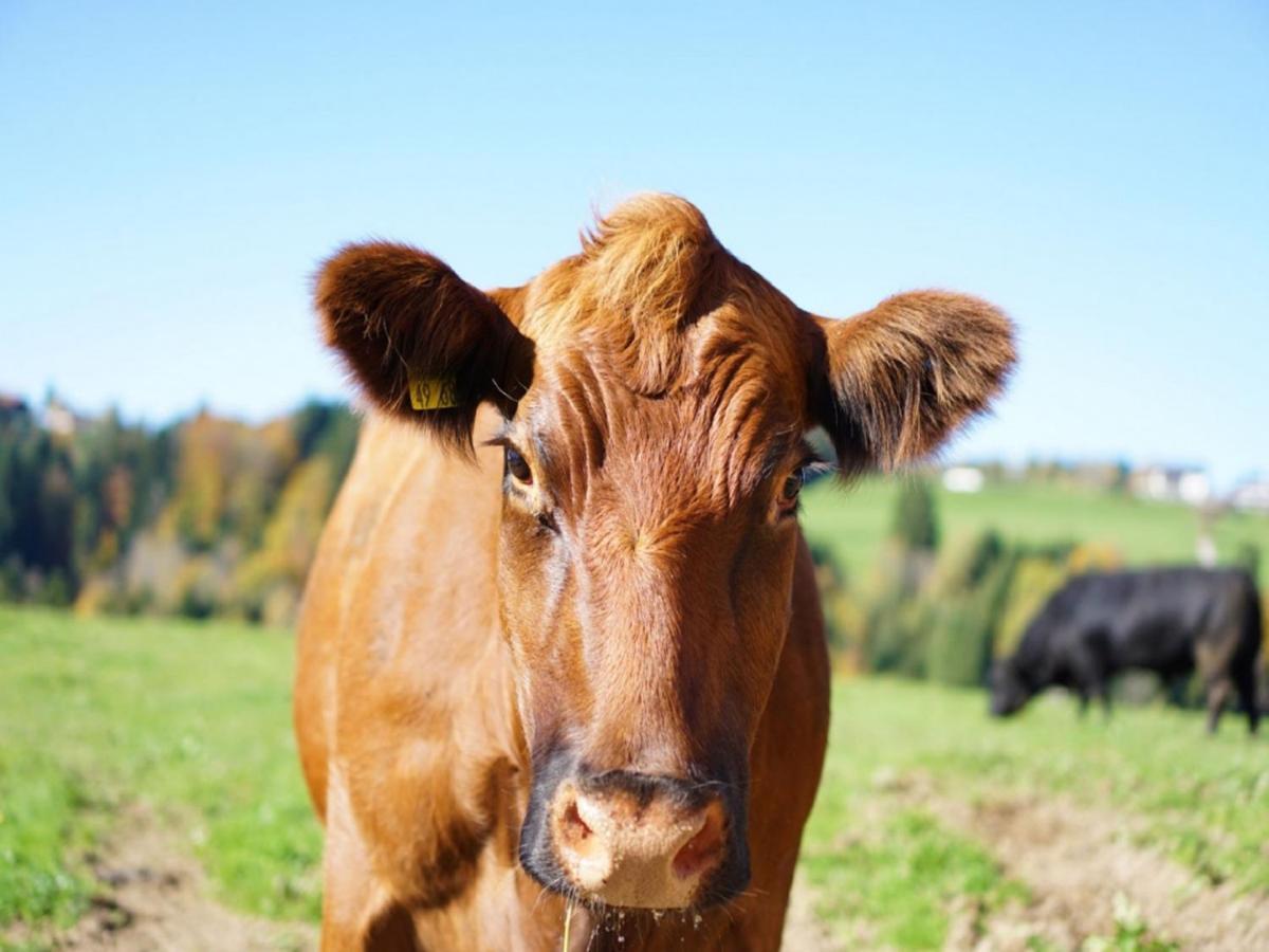 Ferienwohnungen Berger Scheidegg Zewnętrze zdjęcie
