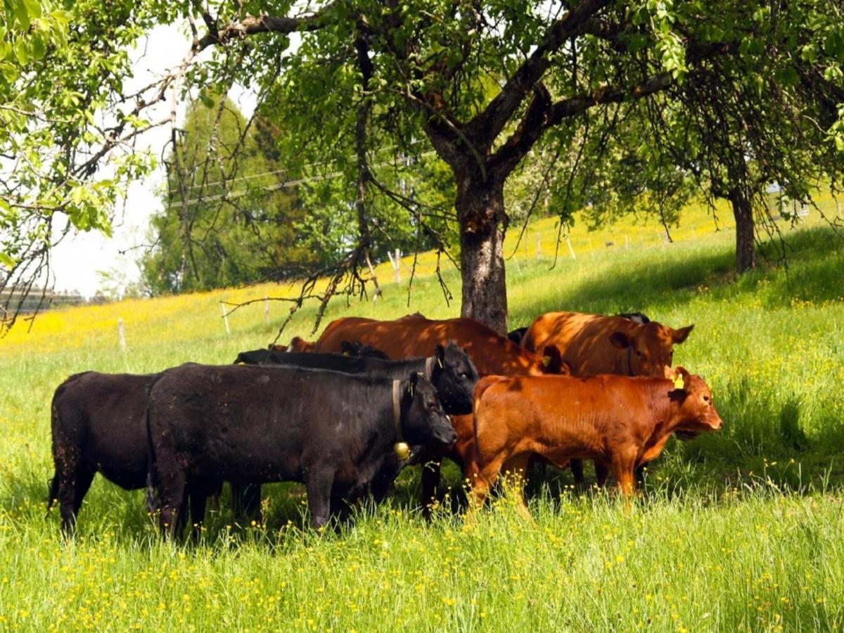 Ferienwohnungen Berger Scheidegg Zewnętrze zdjęcie